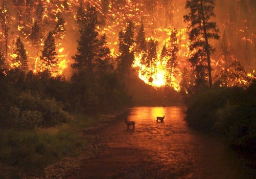 La Historia de los Autoatentados Incendiarios de Forestal Mininco en 1999.